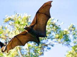 La niña ingresó a la institución médica el pasado 21 de diciembre al presentar complicaciones tras ser atacada por un murciélago. ESPECIAL/UNSPLASH