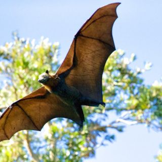 Muere niña de ocho años por rabia tras mordedura de murciélago