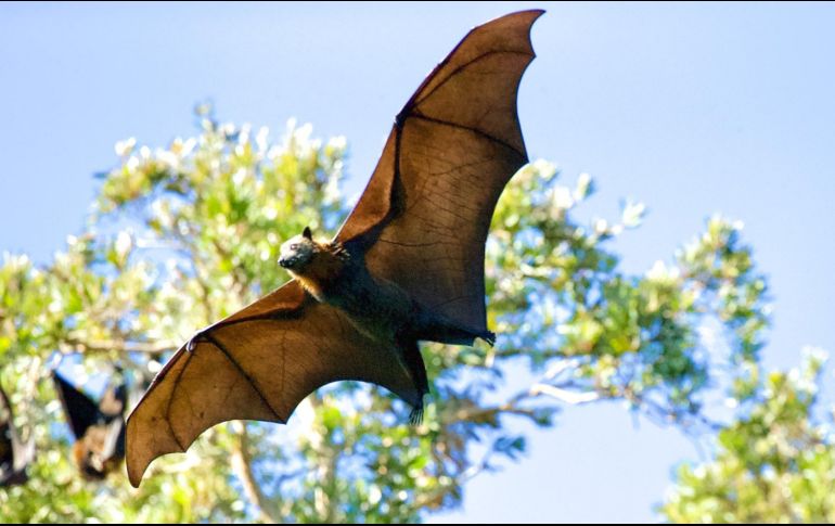 La niña ingresó a la institución médica el pasado 21 de diciembre al presentar complicaciones tras ser atacada por un murciélago. ESPECIAL/UNSPLASH