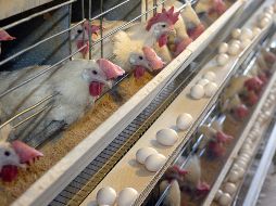 El sector avícola ecuatoriano incluye 263 millones de pollos y 16 millones de aves ponedoras. EL INFORMADOR/ARCHIVO