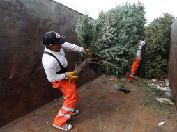Los 15 centros de acopio estarán en operación del 02 al 29 de enero, y no tiene ningún costo el dejar los arbolitos en estos sitios. NTX/ARCHIVO