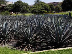 El 2022 fue un gran año para la agroindustria tequilera, por lo que el 2023 inicia con grandes retos. NTX/ARCHIVO