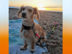 Puede que pienses que sabes lo que siente tu perro, pero ¿lo sabes realmente? EL INFORMADOR / O. Álvarez