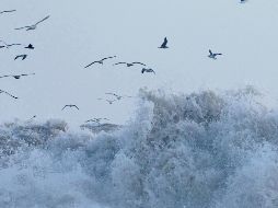 Los océanos registraron un nuevo récord de temperatura en 2022