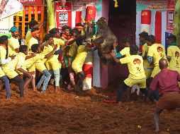 En la fiesta, denominada Jallikattu, los participantes intentan dominar al toro sin matarlo. AFP/S. Loganathan