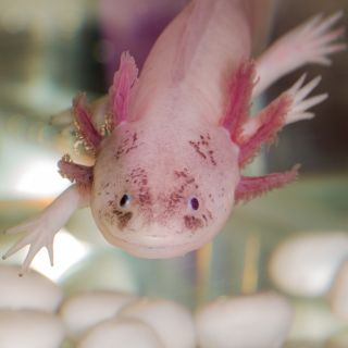 Así puedes adoptar un ajolote con ayuda de la UNAM