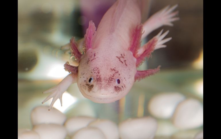 Así puedes adoptar un ajolote con ayuda de la UNAM. ISTOCK/Maslov Dmitry