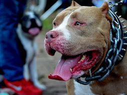 El documento señala que razas como pitbull, mastín, doberman, entre otras, son 
