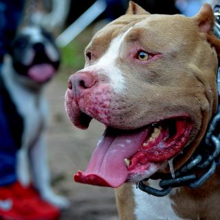 Regular razas de perros "peligrosas", la polémica propuesta de una diputada de Morena