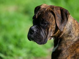 El bóxer atacó directamente al niño, quien recién volvía de la escuela. ESPECIAL/Foto de Joe Cox en Unsplash