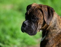 El bóxer atacó directamente al niño, quien recién volvía de la escuela. ESPECIAL/Foto de Joe Cox en Unsplash