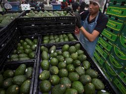 Los aguacates de México se exportan a 34 países en todo el mundo, aunque Michoacán y Jalisco destacan por ser los únicos estados que pueden exportar hacia países como Estados Unidos, Canadá y Japón. EL INFORMADOR / ARCHIVO