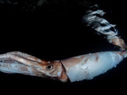 La pareja de buceadores consiguió filmar al calamar gigante. TWITTER/@ocean__a.
