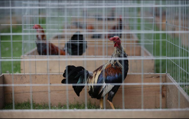 Debido a la violencia, en la zona han sido prohibidos los palenques; sin embargo, este sí se realizó. EL INFORMADOR/ARCHIVO