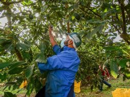 En Jalisco hay 15 municipios libres de plagas conocidas como barrenadores del hueso y las ramas del aguacate. ESPECIAL
