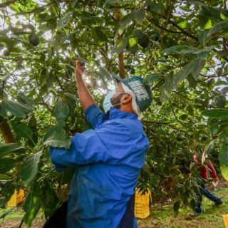 Refrendan estatus de zona libre de barrenadores en 12 municipios aguacateros de Jalisco