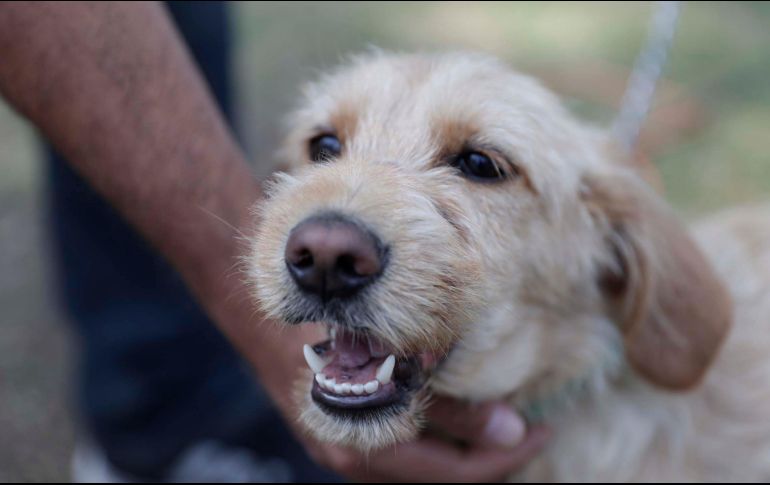 Con sanciones de uno a tres años de prisión a quien se robe una mascota, fue presentada una iniciativa de reforma al Código Penal de Jalisco para tipificar este delito. SUN / ARCHIVO