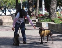 Diputados proponen castigar con hasta cinco años de cárcel el robo de mascotas. EL INFORMADOR/ ARTURO NAVARRO