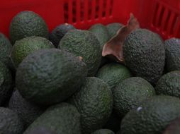 Para la edición del Super Bowl o Súper Tazón 57 de la NFL, la Asociación espera enviar 130 mil toneladas de aguacate a Estados Unidos. EL INFORMADOR / ARCHIVO