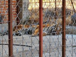 El inmueble y lo asegurado fueron puestos a disposición del MPF en Jalisco. ESPECIAL