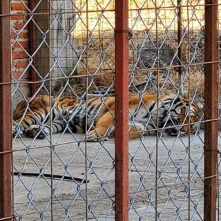 Aseguran tigre de bengala, búfalos y avestruces en rancho en San Gabriel