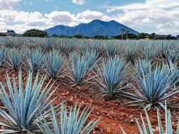 Paisaje agavero. Una razón para deleitarse y recorrer este Pueblo Mágico. EL INFORMADOR/F. González