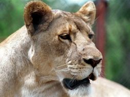 La felina fue capturada por un joven que decía ser su propietario, quien la tuvo en resguardo dentro de un vehículo hasta que autoridades la aseguraron. NTX/ARCHIVO