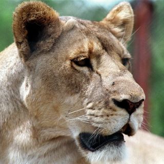 Leona escapa de su dueño y ataca a una mujer en Aguascalientes