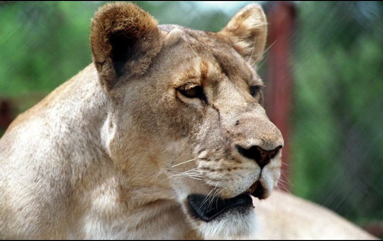 La felina fue capturada por un joven que decía ser su propietario, quien la tuvo en resguardo dentro de un vehículo hasta que autoridades la aseguraron. NTX/ARCHIVO