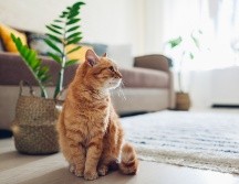 Las 5 mejores mascotas para espacios pequeños. ISTOCK/Nedopekin Yuriy