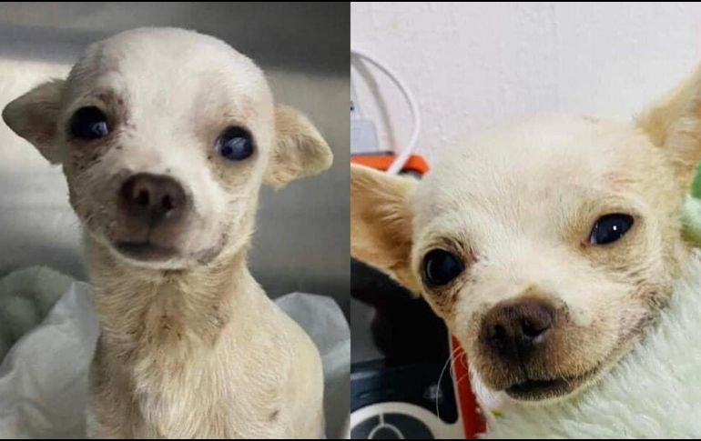 Pinky fue una sensación en redes sociales. Facebook.