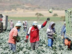 La mayoría de los jornaleros mexicanos provienen de Guanajuato, Estado de México, Veracruz y Michoacán. EL INFORMADOR/ARCHIVO