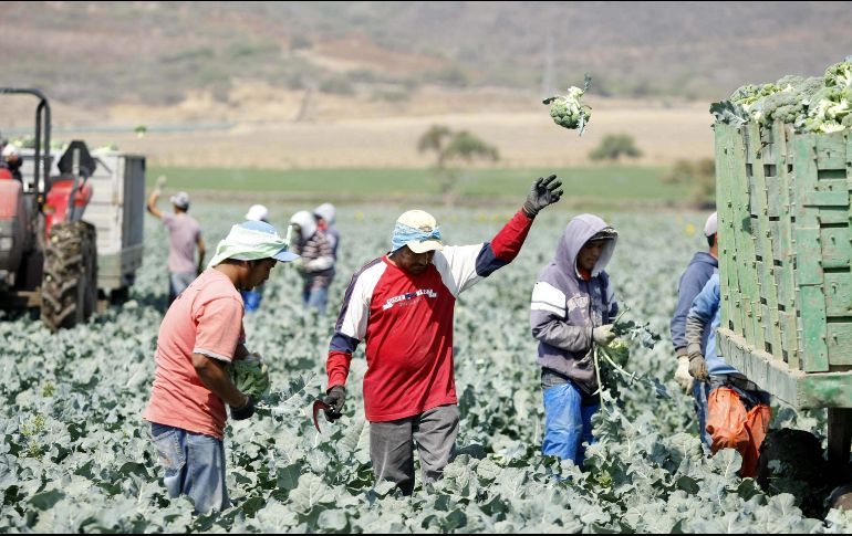 La mayoría de los jornaleros mexicanos provienen de Guanajuato, Estado de México, Veracruz y Michoacán. EL INFORMADOR/ARCHIVO