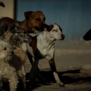 Darían hasta 10 años de cárcel por maltrato animal en la CDMX