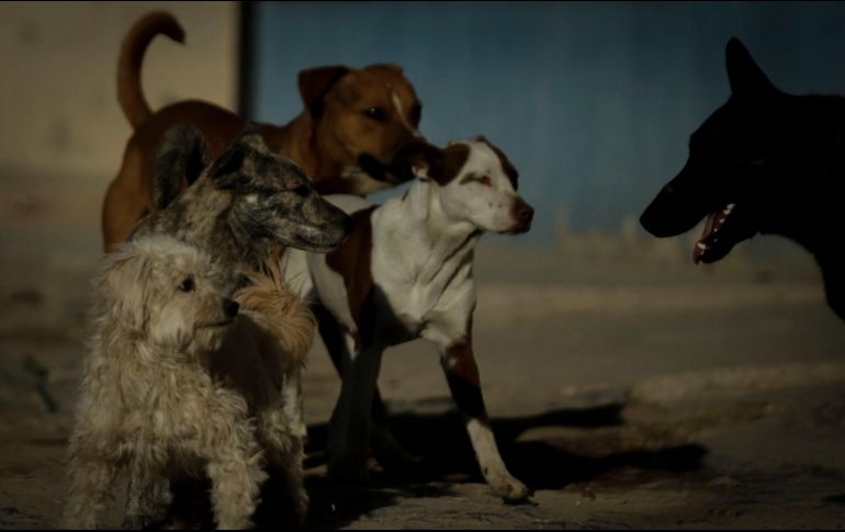 El artículo 13 apartado B de la Constitución Política de la Ciudad de México reconoce a los animales como seres sintientes; lo anterior indica que todas las personas tienen la obligación jurídica de respetar la vida de otros seres vivos. EL INFORMADOR / ARCHIVO