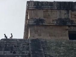 Los perritos generaron toda clase de comentarios y reacciones. ESPECIAL