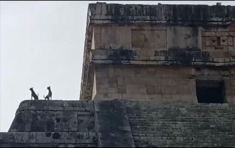 Los perritos generaron toda clase de comentarios y reacciones. ESPECIAL