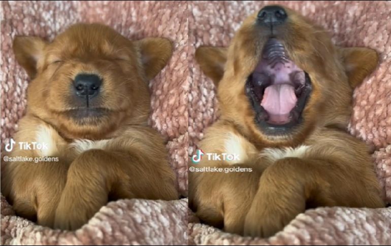 En los metrajes, los caninos aparentemente no hacen nada extraordinario, simplemente quien parece ser su dueña, trata de documentar cómo son sus mascotas. TikTok / saltlake.goldens