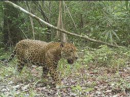 El lugar de los hechos ocurrió entre playa del secreto y el hotel Nickelodeon, presuntamente el ejemplar se encontraba cruzando la carretera para que su cachorra naciera al otro lado. FACEBOOK / Alianza Nacional Para la Conservación del Jaguar