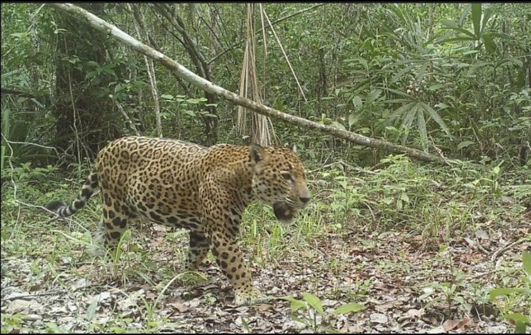 El lugar de los hechos ocurrió entre playa del secreto y el hotel Nickelodeon, presuntamente el ejemplar se encontraba cruzando la carretera para que su cachorra naciera al otro lado. FACEBOOK / Alianza Nacional Para la Conservación del Jaguar