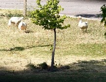 Es necesario un programa de desarrollo urbano sustentable, que se atienda el arbolado urbano y que se integren los espacios verdes para frenar la expansión urbana desordenada. EL INFORMADOR/ARCHIVO