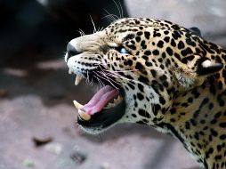 Fotos y videos muestran al encolerizado leopardo, así como a los heridos por el animal. NTX/ARCHIVO
