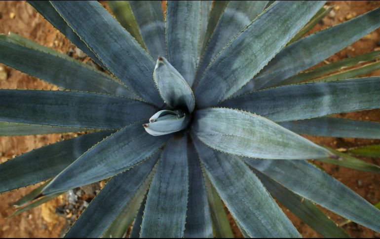 Estas plantas pueden producirse y emplearse con fines ornamentales o decorativos. AP / ARCHIVO