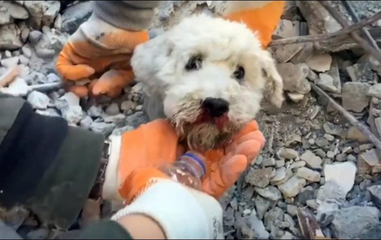 Hallan a perrito con vida entre los escombros. SUN