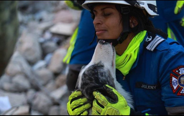 Las imágenes que muestran a los perritos en su labor han enternecido en redes. TWITTER/@m_ebrard