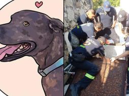 La página de Facebook DogVader dio a conocer la historia de la perra mestiza. SUN