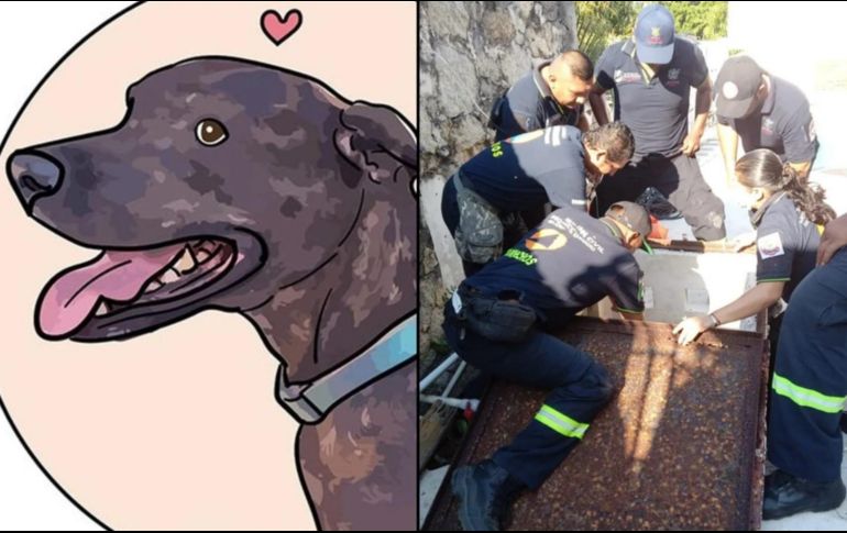 La página de Facebook DogVader dio a conocer la historia de la perra mestiza. SUN