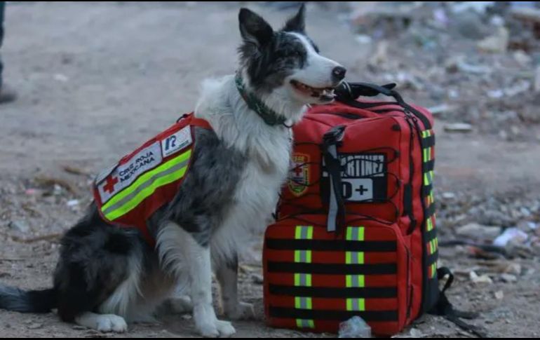 Balam se ha ganado el corazón de la gente, tras su gran colaboración en Turquía. Twitter/@CruzRoja_MX