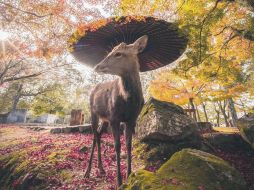 Los ciervos de Sika. Estos curiosos animales están muy acostumbrados a la presencia humana. ESPECIAL