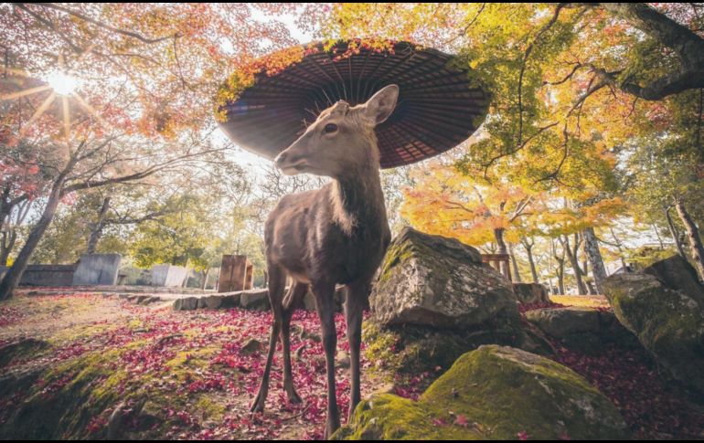 Los ciervos de Sika. Estos curiosos animales están muy acostumbrados a la presencia humana. ESPECIAL